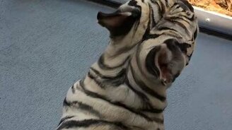 Как завести тигрёнка дома - смотреть видео (0:28)