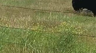 Шина-игрушка и буйвол - смотреть видео (0:25)