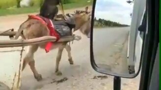 Повозка без хозяина - смотреть видео (0:12)