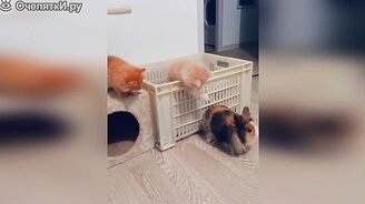 Коты, кошки, котята в приколах - смотреть видео (10:29)