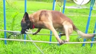 Суперсложная тренировка собаки - смотреть видео (0:30)