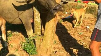 Спасение коровы с застрявшего головой - смотреть видео (0:41)