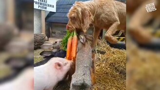 Приколы на земле и в море - смотреть видео (10:14)