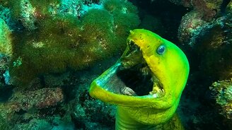 "Ротастая" мурена - смотреть видео (0:31)