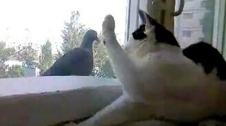 Санёк на охоте - смотреть видео (0:41)