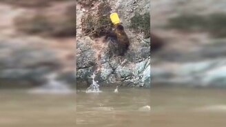 Спасение медвежонка из плена пластика - смотреть видео (0:39)