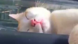 Пип-пип-пип-пип! - смотреть видео (0:14)