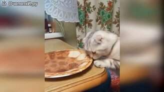 Кошки и коты в ярких приколах - смотреть видео (10:53)