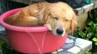 Коротко о погоде летом... - смотреть видео (0:54)