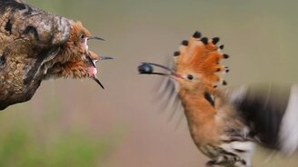 Ешьте, птенцы дрозда! - смотреть видео (0:14)