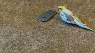 Попугай и смартфон - смотреть видео (0:38)