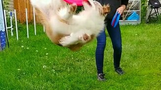 Собачьи игры с фрисби - смотреть видео (0:40)