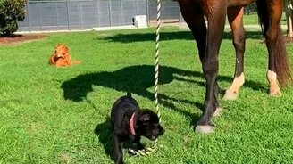 Щенок выгуливает лошадь - смотреть видео (0:41)