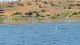 Танцующие утки - смотреть видео (0:13)