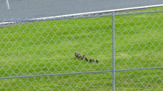 Счастливые утки-пешеходы - смотреть видео (0:49)