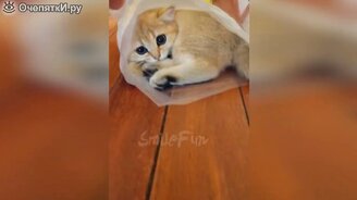 Котята, коты и кошки в смешные видео - смотреть видео (10:10)