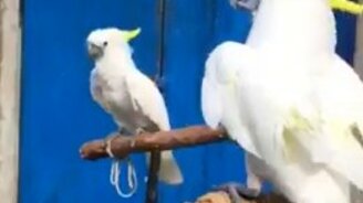 Лающие какаду - смотреть видео (0:49)