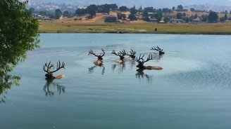 Олени купаются - смотреть видео (0:21)