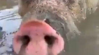 Бульканье по-свински - смотреть видео (0:33)