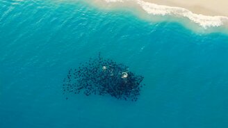 Танец скатов в море - смотреть видео (0:59)