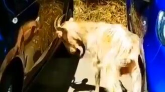 Вот так козёл! - смотреть видео (0:30)