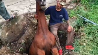 Спасение лошади из ямы - смотреть видео (1:45)