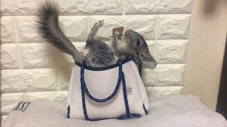 Жизнь шиншиллы удалась - смотреть видео (0:15)