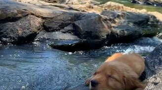 Щенок спит у реки - смотреть видео (0:13)