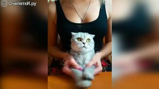 Прикольчики с котиками - смотреть видео (9:43)