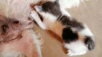 Собака выкармливает котёнка - смотреть видео (4:50)