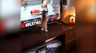 40 приколов с питомцами - смотреть видео (12:40)