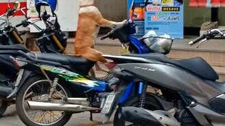 Да я хозяина жду - смотреть видео (0:10)