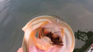 Угостил рыбу омаром - смотреть видео (0:29)