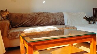 Кот-подросток против солнечного зайчика - смотреть видео (0:42)