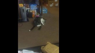 Коты и кошки против огурцов - смотреть видео (3:02)