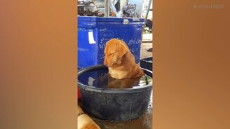 Щенок полностью расслабился - смотреть видео (0:38)