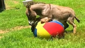 Ослик играет в мячик - смотреть видео (3:17)