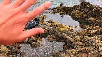 Тюлень поздоровался - смотреть видео (0:03)