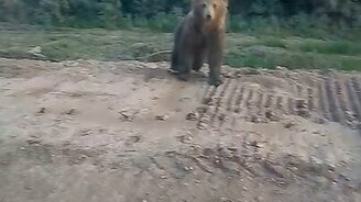 Как нападает медведь - смотреть видео (0:45)