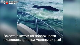 Зрелищный прыжок кита - смотреть видео (0:34)