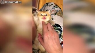 Коты и кошки в смешной подборке - смотреть видео (9:51)