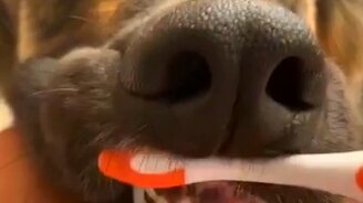 Овчарка чистит зубы - смотреть видео (0:21)