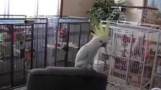 Попугай отбивает ритм - смотреть видео (3:48)