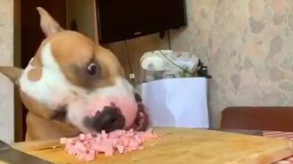 А я всё равно поем колбасы! - смотреть видео (0:59)