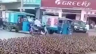 Утки вышли на прогулку - смотреть видео (0:50)