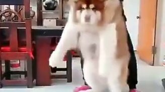 Каким вырос щенок - смотреть видео (0:12)