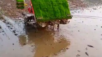 Как высаживают рис - смотреть видео (0:30)