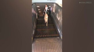 Собака на эскалаторе - смотреть видео (0:41)