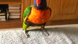 Попугайчик-рокер - смотреть видео (0:48)