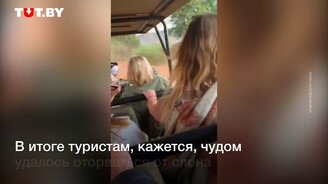 Слон атакует туристов - смотреть видео (0:48)